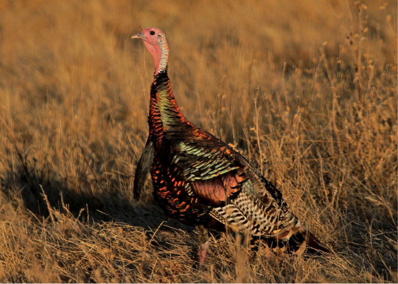 Turkey at Arriba Vista Ranch