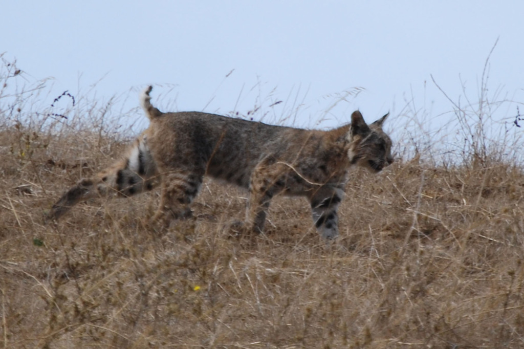 Bobcat at Arriba Vista Ranch