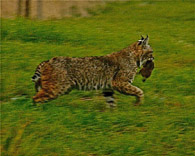 This Bobcat had learned to catch gophers by hovering over the hole and as the gopher pushed up dirt she hooked it into it’s mouth.