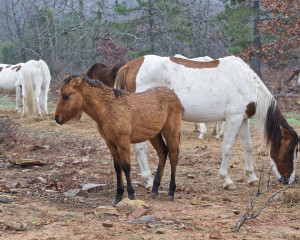 Yearling Philly with mom behind her.