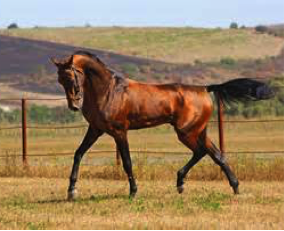Akhal-Teke horse