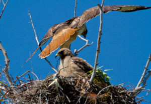 photo of 2 red tailed hawks