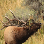 photo of Bull Elk bugling