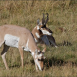 photo of pronghorn buck and doe