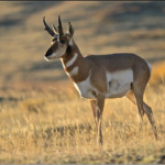 photo of a pronghorn buck