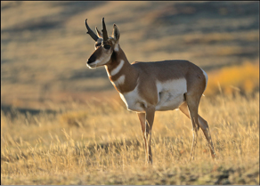 photo of a pronghorn buck
