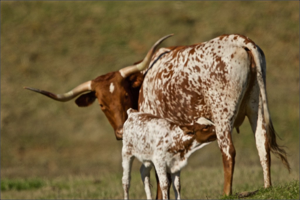 image of longhorn cow and calf