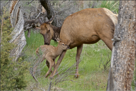Elk Calf