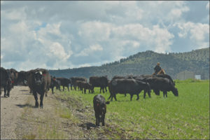 Cattle Drive