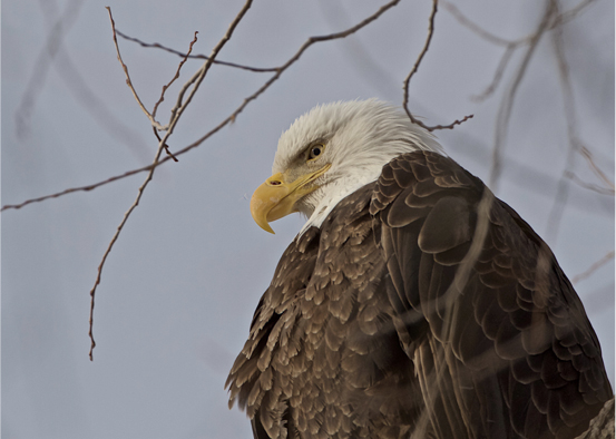 Bald Eagle