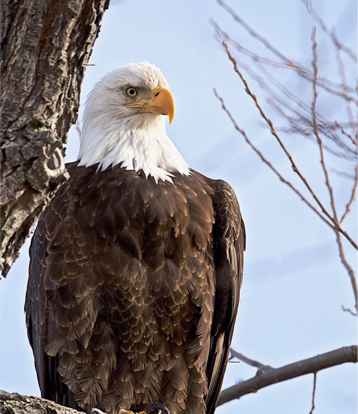 Photo of Eagle