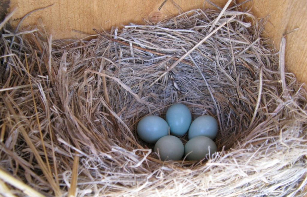 Blue Bird Nest Eggs
