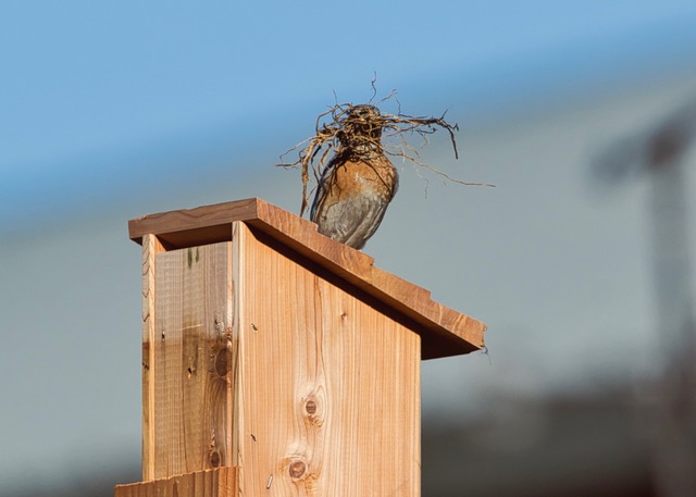 Blue Bird Nest