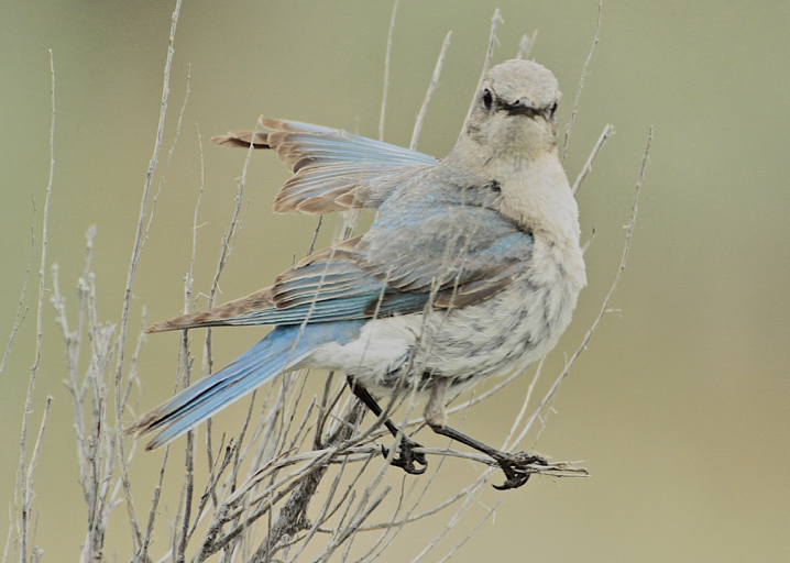 Western Blue Birds