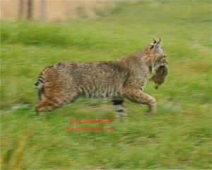 Bobcat