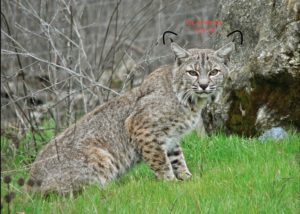 Bob Cat Ear Tufts