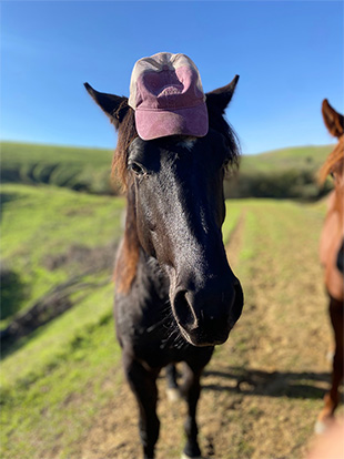 horse with ball cap