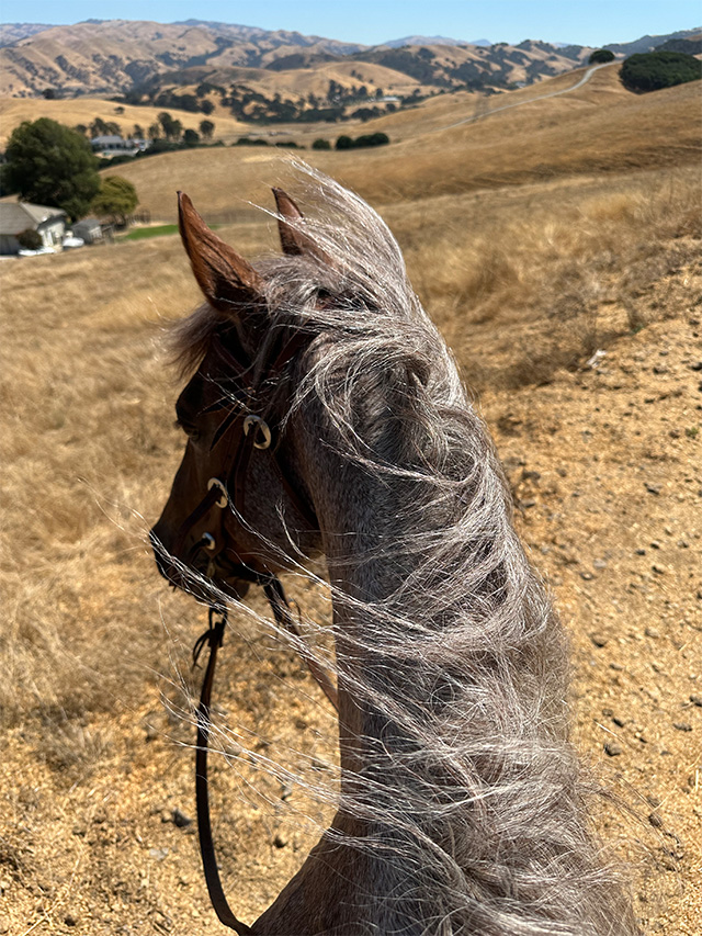 image of horse with mane blowing at Arriba Vista Ranch