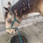 image of horse bobbing for apples