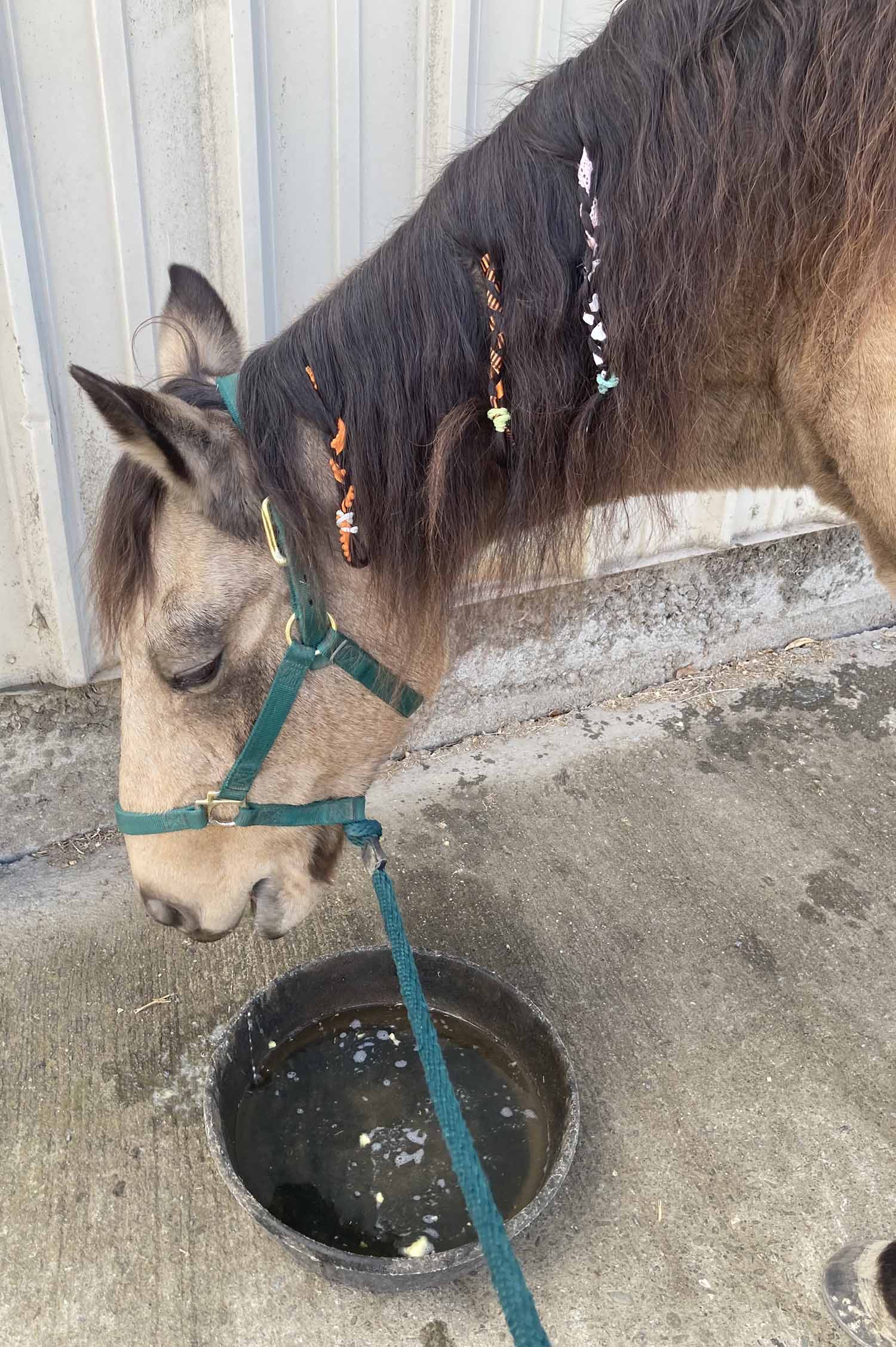 image of horse bobbing for apples